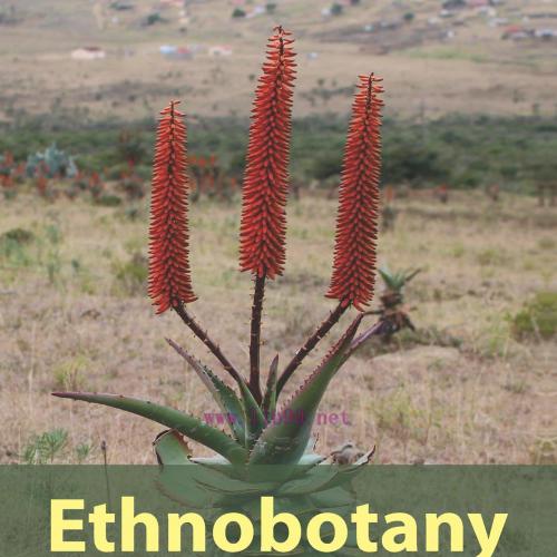 [AME]Ethnobotany: From_ the Traditional to Ethnopharmacology (EPUB)