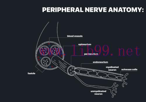 [AME]MRIOnline MRI Mastery Series: Nerve Imaging - Entrapment Neuropathy and Tumor Imaging of N...