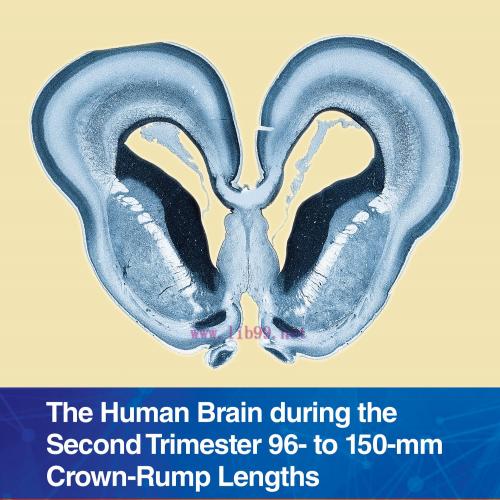 [AME]The Human Brain during the Second Trimester 96– to 150–mm Crown-Rump Lengths: Atlas of Hum...