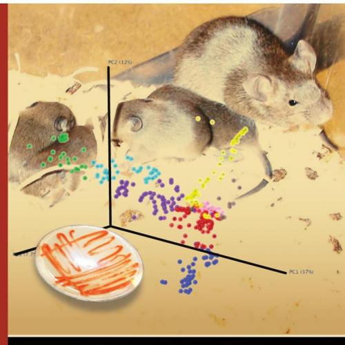 Handbook of Laboratory Animal Bacteriology, Second Edition